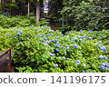 Blue hydrangeas on the approach to the shrine 141196175