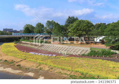 廣瀨川沿岸和仙台市地鐵東西線附近,一片油菜花田。 廣瀨川沿岸和仙台市地鐵東西線附近,一片油菜花田。 141196371