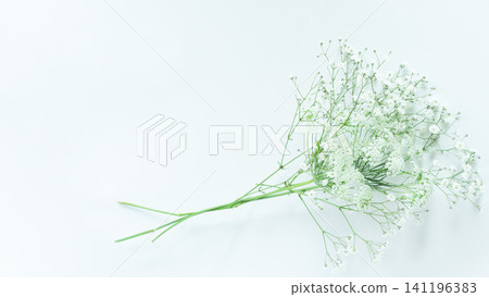 Natural green background frame, copy space, white background, baby's breath, lace flower. Natural green background frame, copy space, white background, baby's breath, lace flower. 141196383