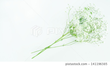 自然綠色背景框,留白,白色背景,滿天星,蕾絲花 自然綠色背景框,留白,白色背景,滿天星,蕾絲花 141196385