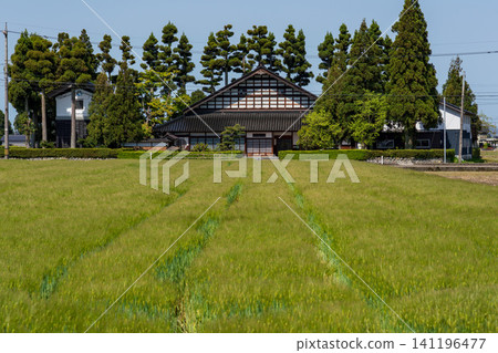 A large Japanese-style house (Azumadachi) with a traditional grove of trees (Kainyo) standing in the Tonami Plain of Toyama Prefecture. A large Japanese-style house (Azumadachi) with a traditional grove of trees (Kainyo) standing in the Tonami Plain of Toyama Prefecture. 141196477