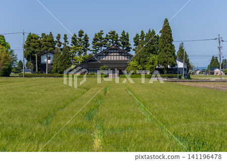 A large Japanese-style house (Azumadachi) with a traditional grove of trees (Kainyo) standing in the Tonami Plain of Toyama Prefecture. A large Japanese-style house (Azumadachi) with a traditional grove of trees (Kainyo) standing in the Tonami Plain of Toyama Prefecture. 141196478
