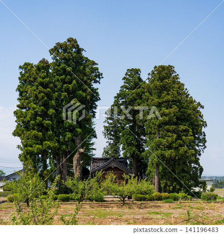 富山縣東波平原上矗立著一座大型日式房屋(Azumadachi),房屋周圍環繞著傳統的樹林(Kainyo)。 富山縣東波平原上矗立著一座大型日式房屋(Azumadachi),房屋周圍環繞著傳統的樹林(Kainyo)。 141196483