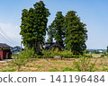 A large Japanese-style house (Azumadachi) with a traditional grove of trees (Kainyo) standing in the Tonami Plain of Toyama Prefecture. 141196484