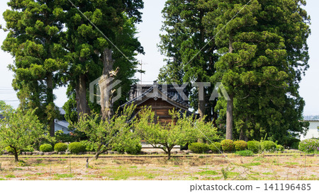 富山縣東波平原上矗立著一座大型日式房屋(Azumadachi),房屋周圍環繞著傳統的樹林(Kainyo)。 富山縣東波平原上矗立著一座大型日式房屋(Azumadachi),房屋周圍環繞著傳統的樹林(Kainyo)。 141196485