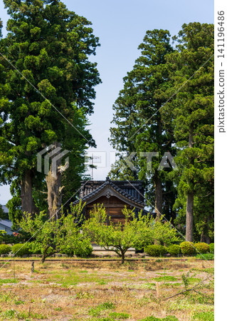 A large Japanese-style house (Azumadachi) with a traditional grove of trees (Kainyo) standing in the Tonami Plain of Toyama Prefecture. 141196486