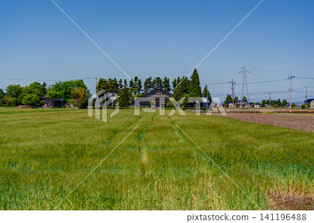 A large Japanese-style house (Azumadachi) with a traditional grove of trees (Kainyo) standing in the Tonami Plain of Toyama Prefecture. A large Japanese-style house (Azumadachi) with a traditional grove of trees (Kainyo) standing in the Tonami Plain of Toyama Prefecture. 141196488