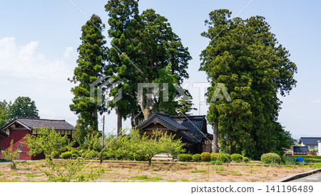 A large Japanese-style house (Azumadachi) with a traditional grove of trees (Kainyo) standing in the Tonami Plain of Toyama Prefecture. A large Japanese-style house (Azumadachi) with a traditional grove of trees (Kainyo) standing in the Tonami Plain of Toyama Prefecture. 141196489