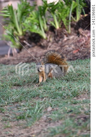 Alert Fox Squirrel Foraging on Lawn Grass Near Garden Bed 141196601