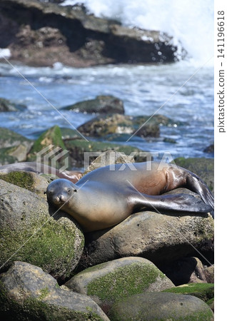 Wild California Sea Lion Resting on Ocean Rocks in La Jolla Cove 141196618