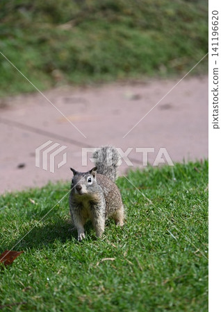 Cute Fox Squirrel Standing on Green Grass in Urban Park Cute Fox Squirrel Standing on Green Grass in Urban Park 141196620