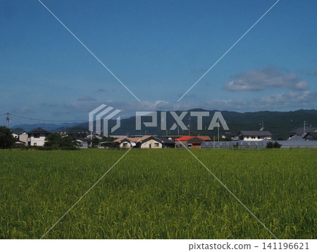 雨季結束後的紅蝶平原(藍天、四國山脈和清晨的鄉村景色) 雨季結束後的紅蝶平原(藍天、四國山脈和清晨的鄉村景色) 141196621