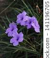 紫柳葉菜(Ruellia japonica)的花朵和花蕾。 紫柳葉菜(Ruellia japonica)的花朵和花蕾。 141196705