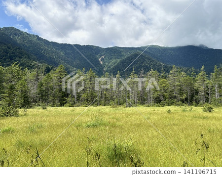 夏季,上高地田代濕地的草原遼闊,山巒間綠意盎然。 夏季,上高地田代濕地的草原遼闊,山巒間綠意盎然。 141196715