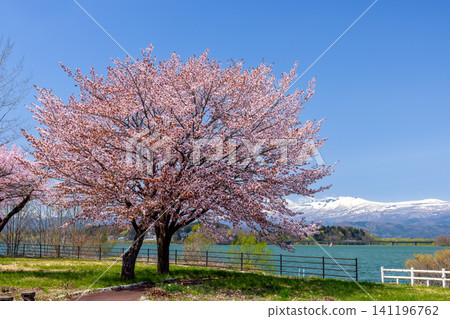 Wanpaku Hiroba, a park facing Lake Gosho, a reservoir on the Shizukuishi River in Shizukuishi Town, Iwate District, Iwate Prefecture, features a large mountain cherry tree with the lake and snow-capped mountains in the background. Wanpaku Hiroba, a park facing Lake Gosho, a reservoir on the Shizukuishi River in Shizukuishi Town, Iwate District, Iwate Prefecture, features a large mountain cherry tree with the lake and snow-capped mountains in the background. 141196762