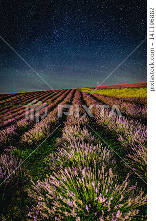 A lavender field illuminated by a starry sky and the distant city lights at Hinode Park in Hokkaido. A lavender field illuminated by a starry sky and the distant city lights at Hinode Park in Hokkaido. 141196882