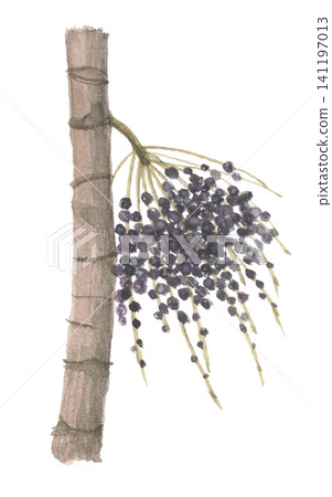 Acai painted in watercolor Acai painted in watercolor 141197013