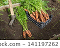 Carrots are dug out of the ground during harvest. 141197262