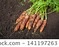 Freshly dug carrots lie on the ground. 141197263