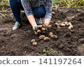 A person is crouched down in a garden, pulling fresh potatoes out of the soil.  141197264