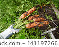 Hands pull fresh carrots from the soil in a garden during a sunny afternoon in late summer 141197266