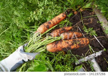 Hands pull fresh carrots from the soil in a garden during a sunny afternoon in late summer Hands pull fresh carrots from the soil in a garden during a sunny afternoon in late summer 141197266