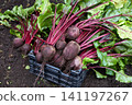 Freshly harvested beetroots with vibrant red stems and green leaves are piled in a plastic crate on fertile garden soil. 141197267