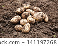 Freshly harvested potatoes on the ground in a garden during the daytime in late summer 141197268