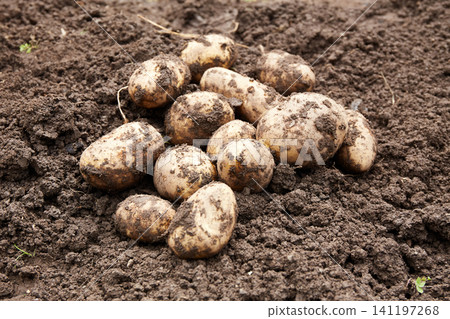 Freshly harvested potatoes on the ground in a garden during the daytime in late summer 141197268