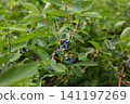 Honeysuckle berries appear on small branches surrounded by green leaves in the garden.  141197269