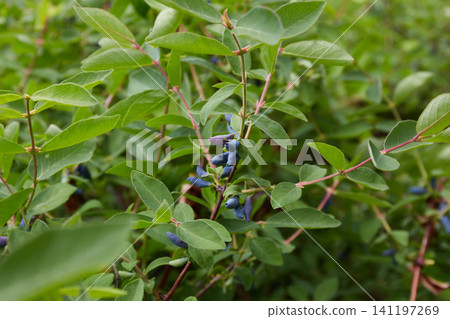 Honeysuckle berries appear on small branches surrounded by green leaves in the garden.  141197269