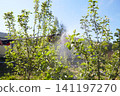 Gardener sprays apple trees in sunny orchard during the afternoon to protect plants from pests and diseases 141197270