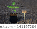 A small pepper plant is seen in a black pot on bare soil. Next to it stands a wooden sign that reads Pepper. 141197284