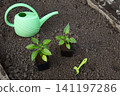 Two young plants grow in pots on dark soil. A green watering can sits nearby, ready for watering. 141197286
