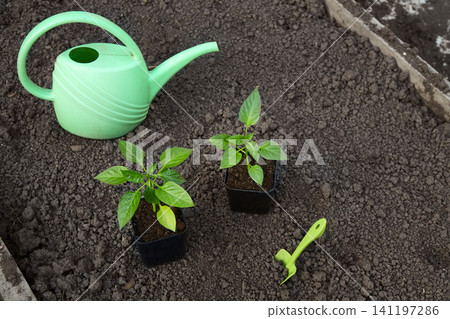Two young plants grow in pots on dark soil. A green watering can sits nearby, ready for watering. Two young plants grow in pots on dark soil. A green watering can sits nearby, ready for watering. 141197286