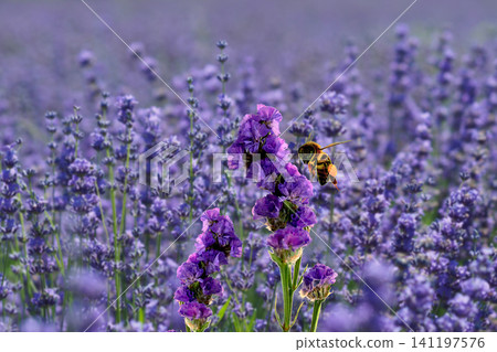 A bee pollinating purple lavender flowers in a vast field A bee pollinating purple lavender flowers in a vast field 141197576