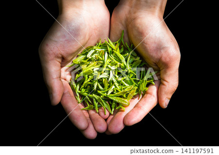 Hands holding fresh green tea leaves against a black background Hands holding fresh green tea leaves against a black background 141197591