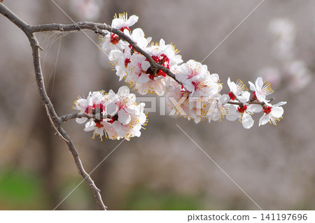 Delicate white and pink blossoms on a tree branch in spring Delicate white and pink blossoms on a tree branch in spring 141197696