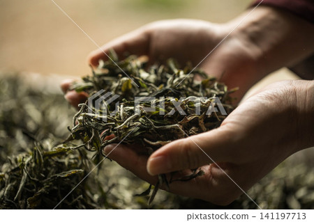 Hands holding fresh green tea leaves during harvest Hands holding fresh green tea leaves during harvest 141197713