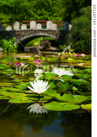 A pond filled with water lilies, like something out of a Monet painting. A pond filled with water lilies, like something out of a Monet painting. 141197725