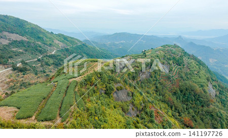 Aerial view of lush green tea plantation terraces on a misty mountain hillside Aerial view of lush green tea plantation terraces on a misty mountain hillside 141197726