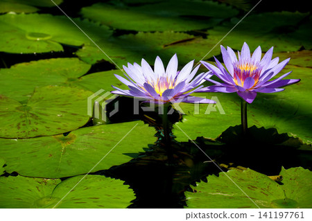 Two blue water lily flowers Two blue water lily flowers 141197761