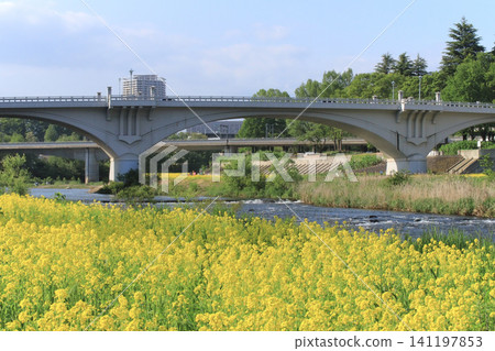 A field of rapeseed flowers, Sendai Bridge, and the Hirose River (Sendai City) A field of rapeseed flowers, Sendai Bridge, and the Hirose River (Sendai City) 141197853