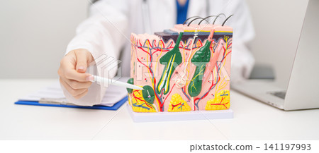 Dermatologist with anatomy model of human skin with hair. Doctor show structure of Skin, Skin disease and Hair loss. Health care, Dermatology treatment, Cosmetic surgery and Beauty consultation clinic 141197993
