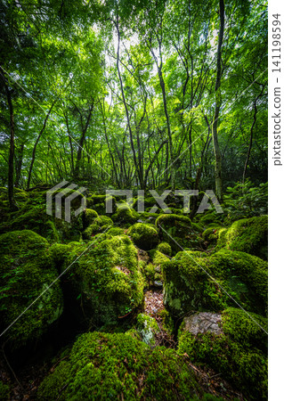 [Famous place for moss] Yamainudake [Kamikatsu Town] 141198594