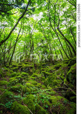 [Famous place for moss] Yamainudake [Kamikatsu Town] 141198606