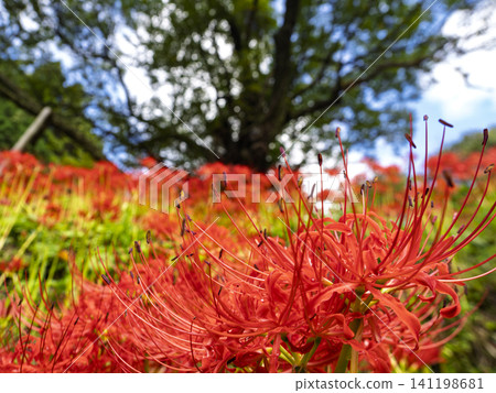A blazing crimson spider lily blooms in the embrace of a great tree. A blazing crimson spider lily blooms in the embrace of a great tree. 141198681