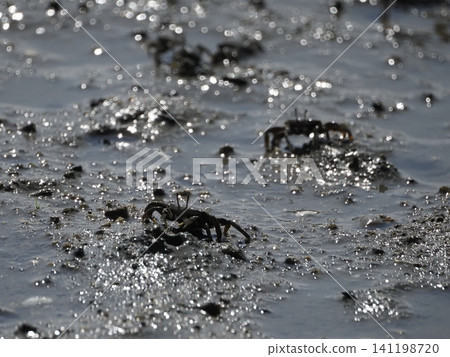 Fiddler crabs searching for food in tidal flats Fiddler crabs searching for food in tidal flats 141198720
