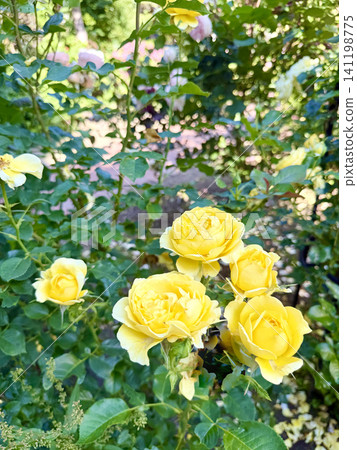 一朵鮮豔的黃玫瑰的特寫 一朵鮮豔的黃玫瑰的特寫 141198775
