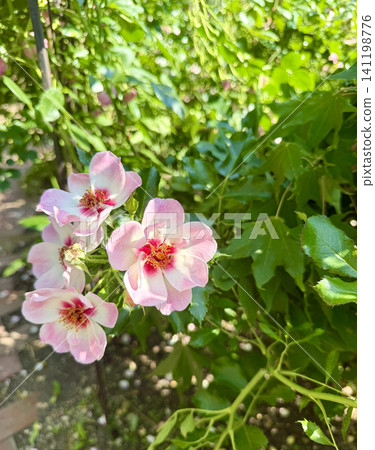 陽光透過樹梢灑下,嬌嫩的粉紅色花朵在陽光下綻放。 陽光透過樹梢灑下,嬌嫩的粉紅色花朵在陽光下綻放。 141198776